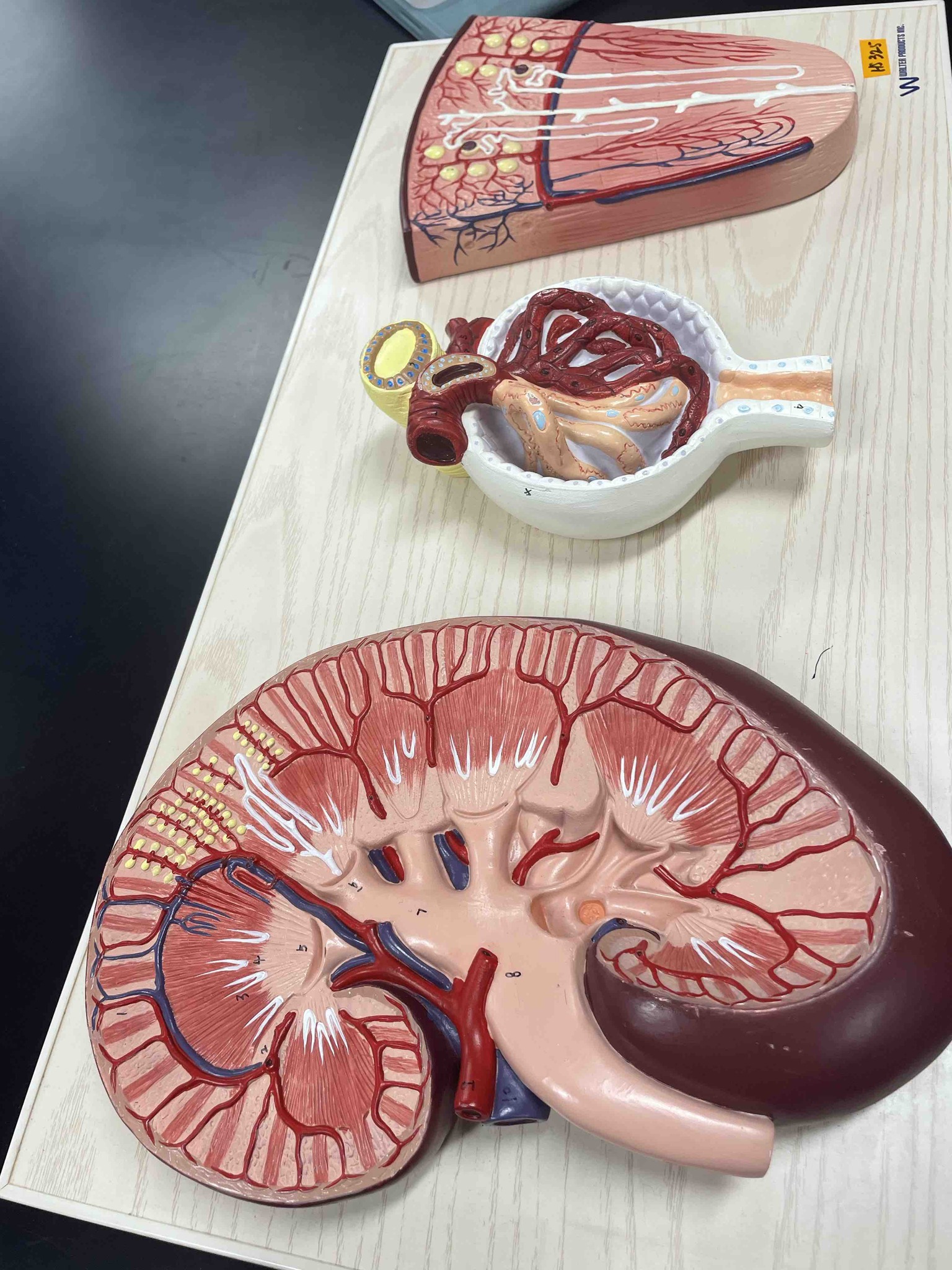 Identify the anatomical components displayed in the provided medical models and describe their physiological functions in the urinary system.