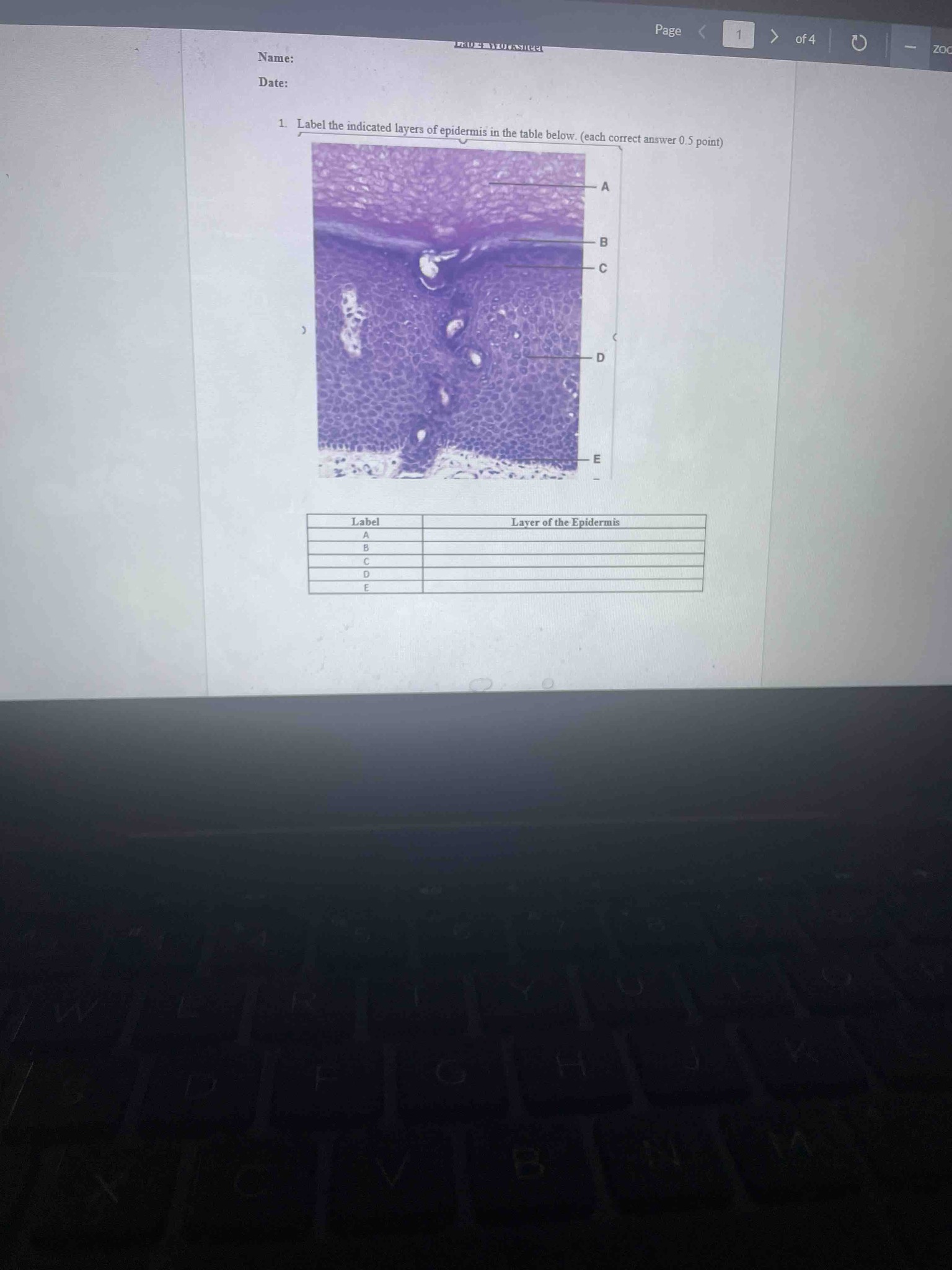 Label the indicated layers of epidermis in the table below. (each correct answer 0.5 point)
Label A:
Label B:
Label C:
Label D:
Label E: