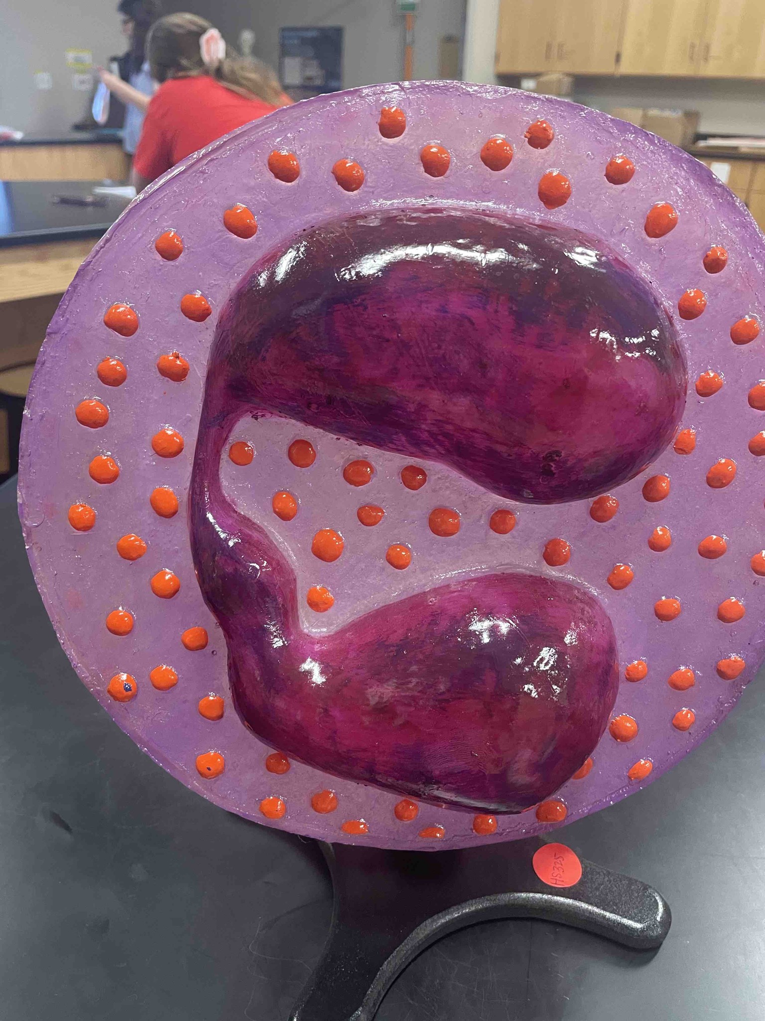Based on the image provided, identify the type of blood cell represented by this anatomical model.