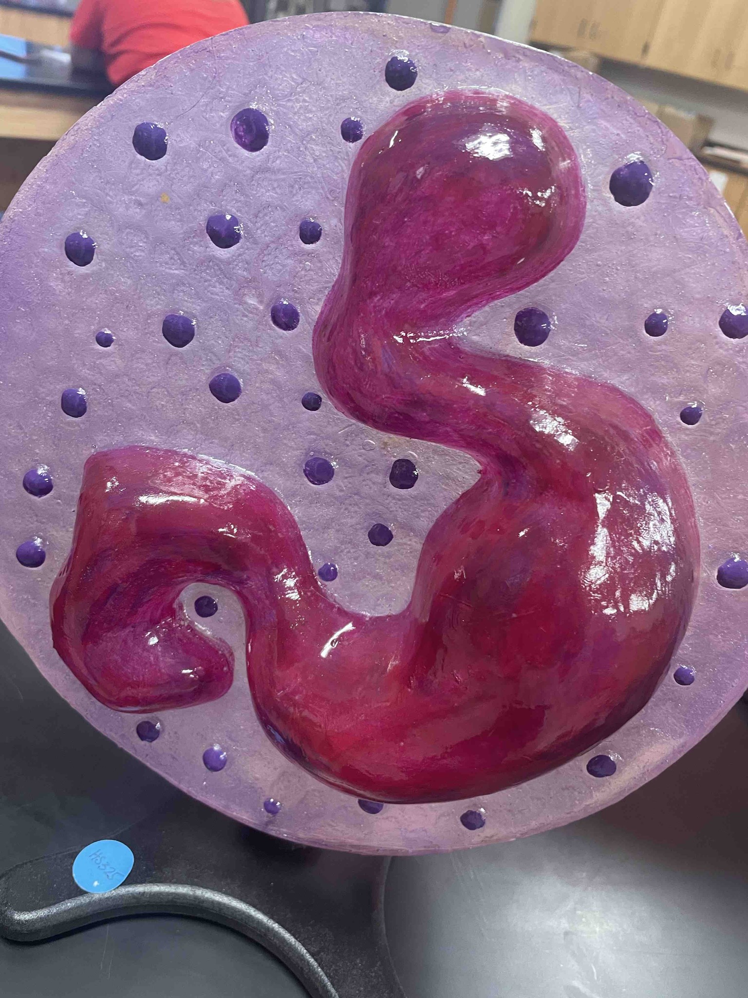 Identify the type of cell shown in this anatomical model and describe its characteristic features.
