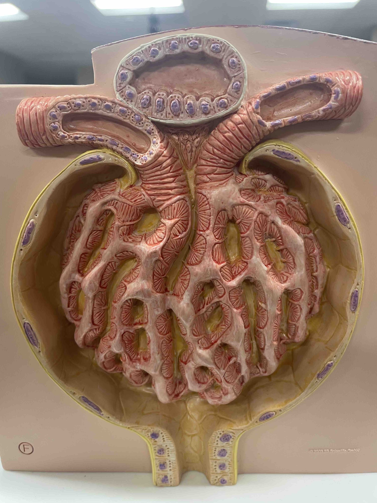Identify the anatomical structure shown in this anatomical model and describe its main components and function.