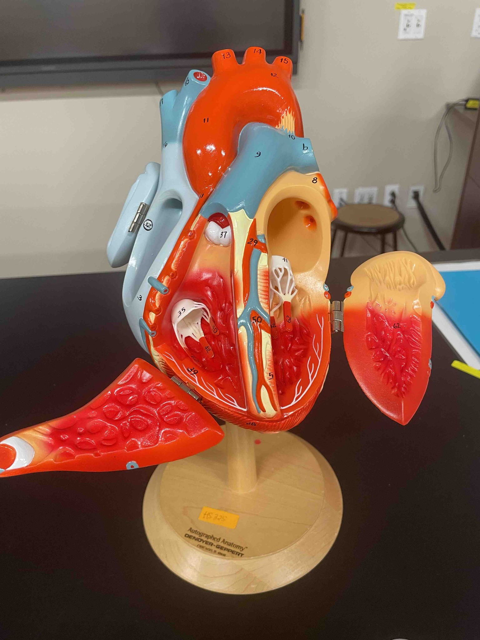 Identify the anatomical structures labeled 35 and 41 in the provided heart model and explain their function.