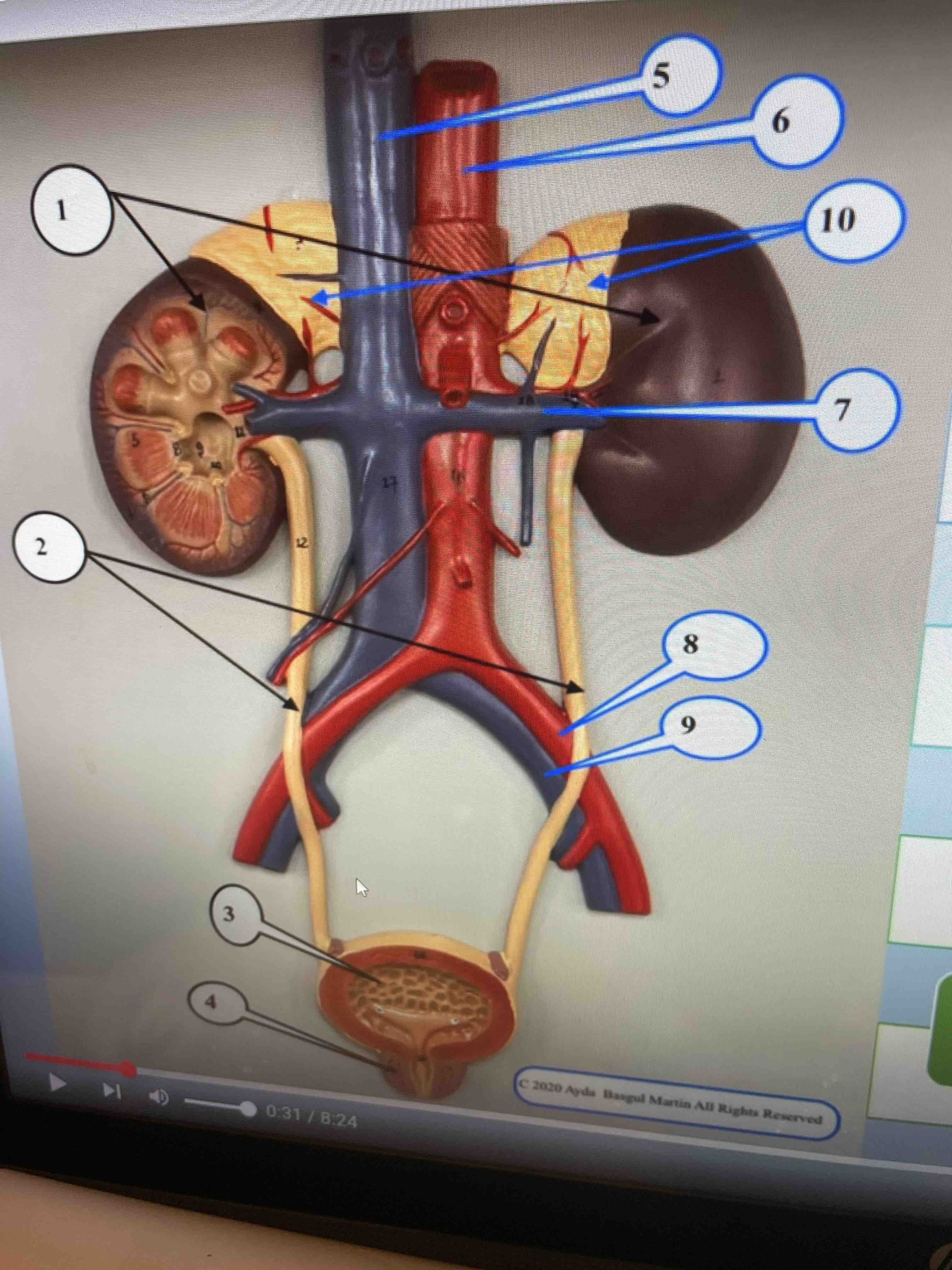 Identify the numbered anatomical structures in the provided image of the urinary and cardiovascular systems.